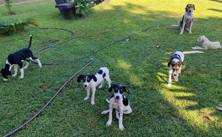 Programa Bem-Estar Animal - foto Alfredo Maia1
