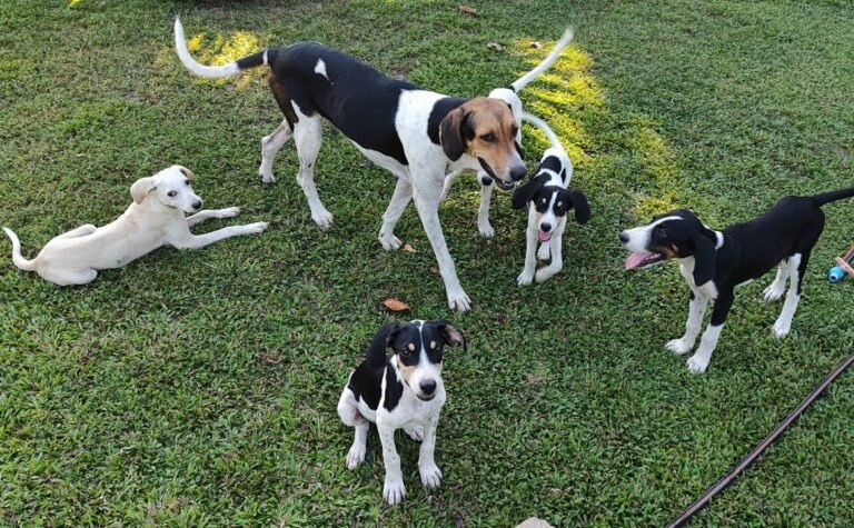 PL aprovado em prol da causa animal - foto Alfredo Maia