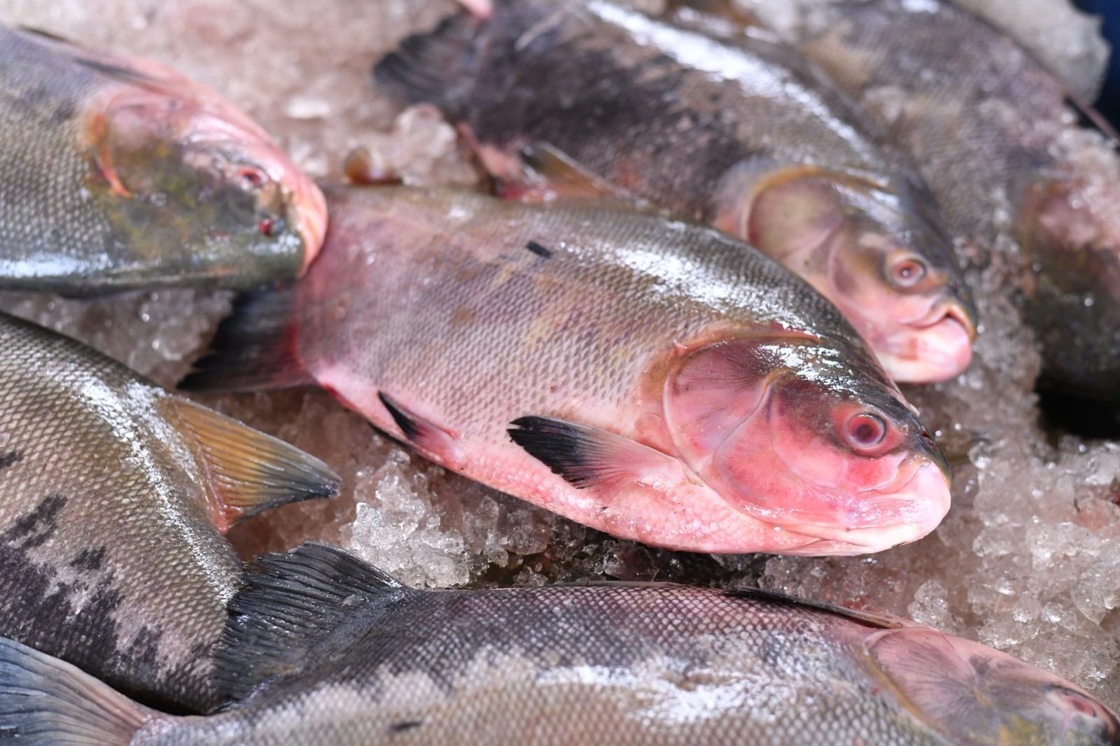 WhatsApp Image 2025-04-08 at 08.56.45