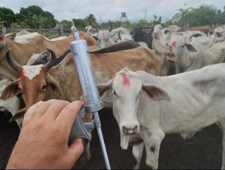 Vacinacao-contra-febre-aftosa-inicia-dia-1o-de-outubro