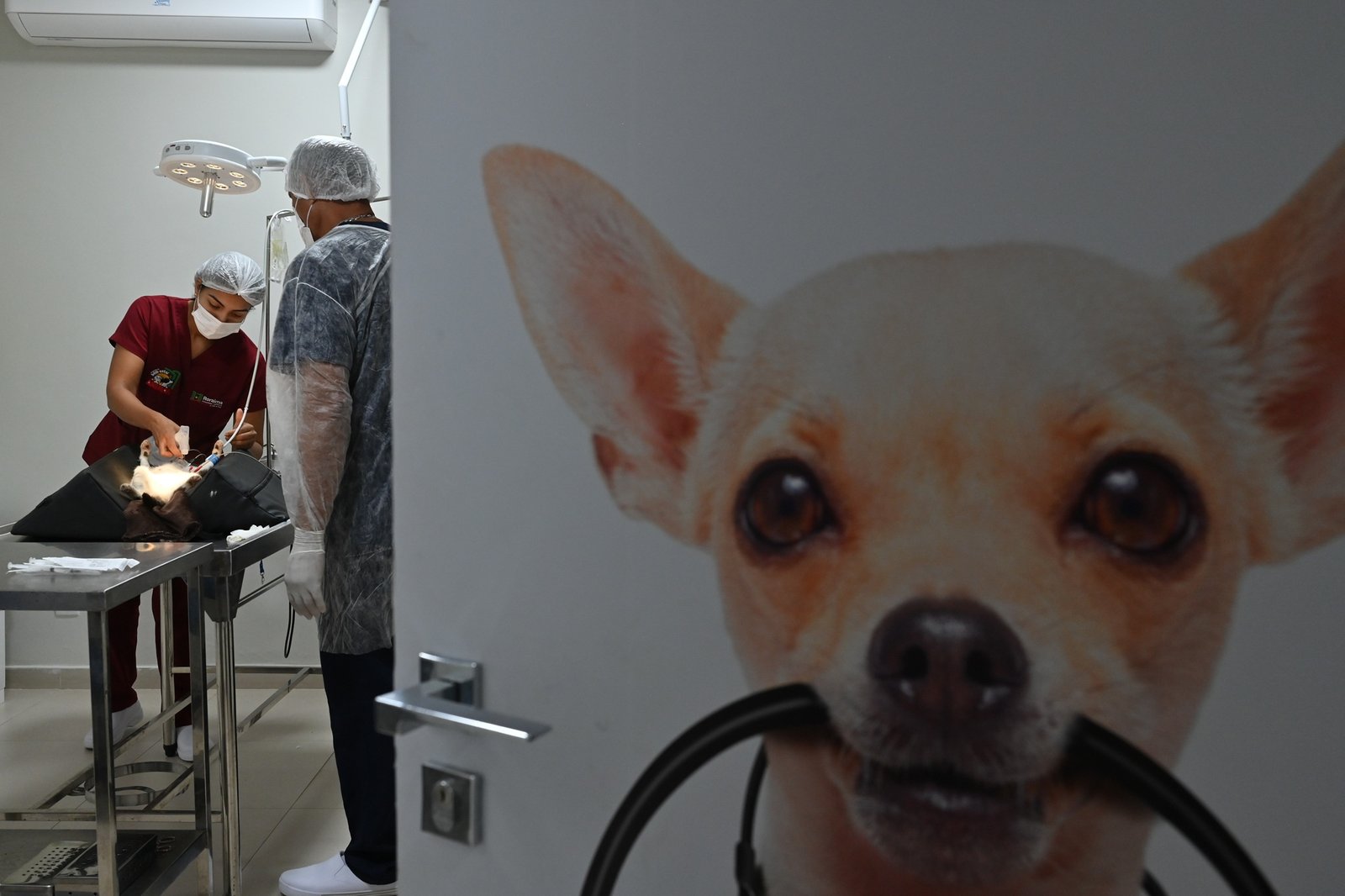 Bem-Estar Animal- Foto Jader Souza-40