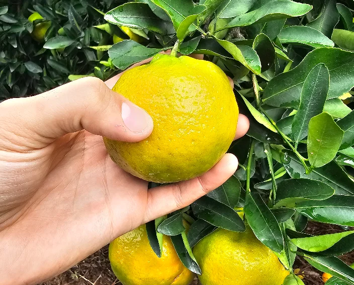Fruticultura-brasileira