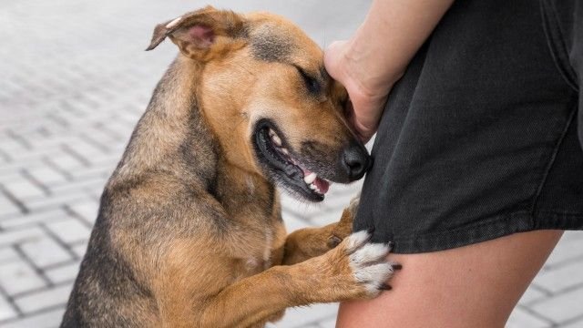 adocao-de-animais-beneficios