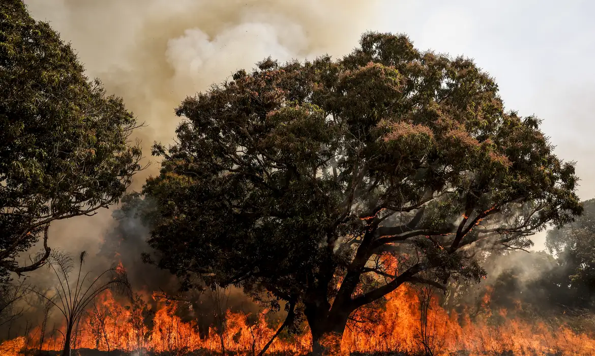incendio-florestal-bsb2_mcamgo_abr_24082024-2_13