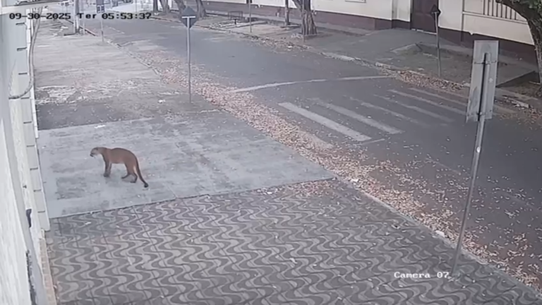 Galeria de 3 Imagens (1)