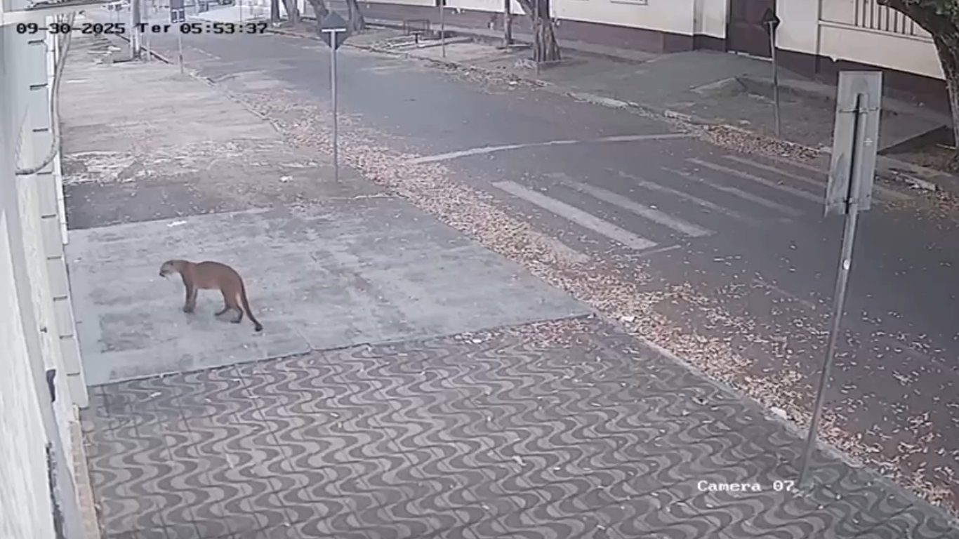 Galeria de 3 Imagens (1)