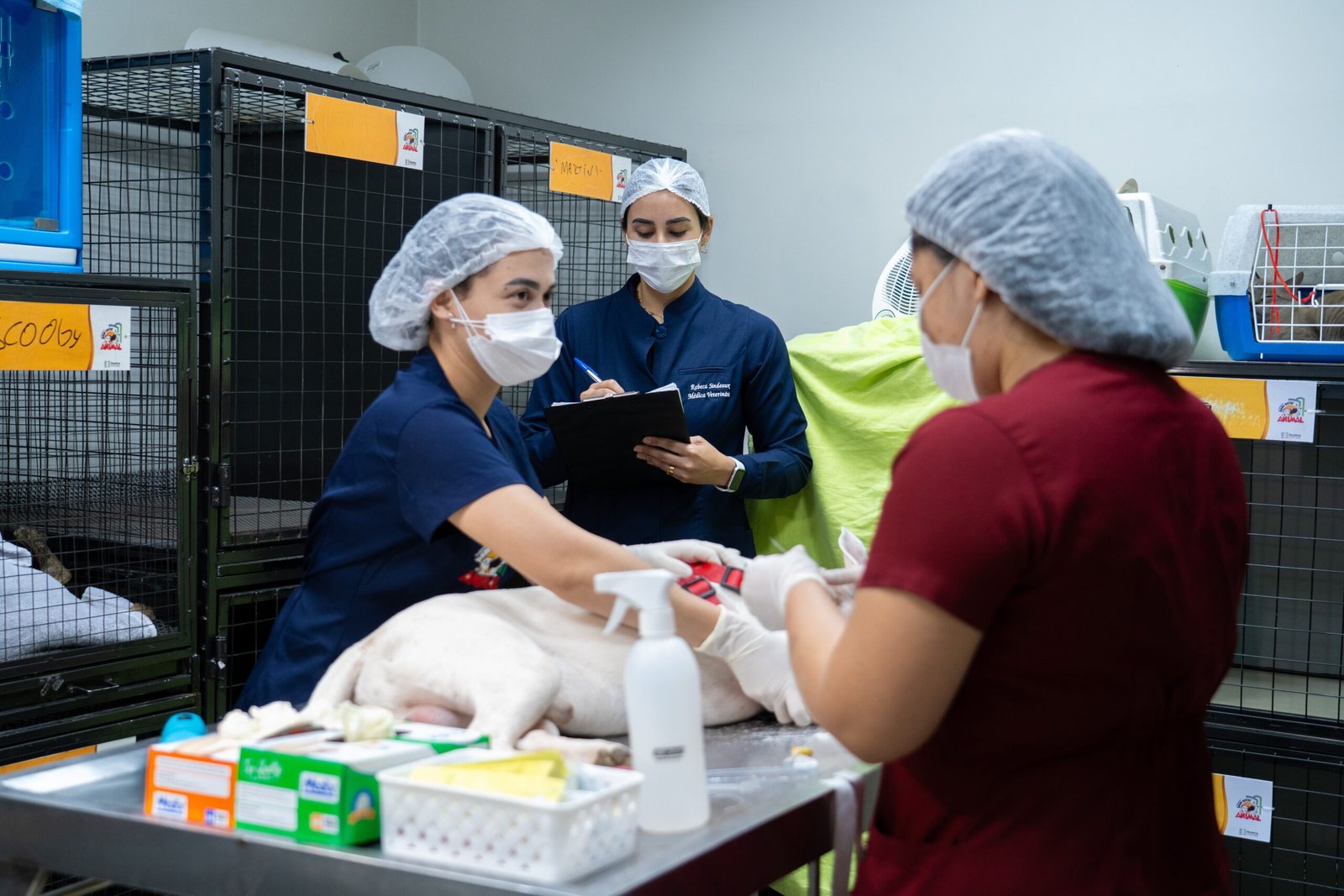 Programa do Bem-Estar Animal, da ALERR, oferta castração e microchipagens gratuitas