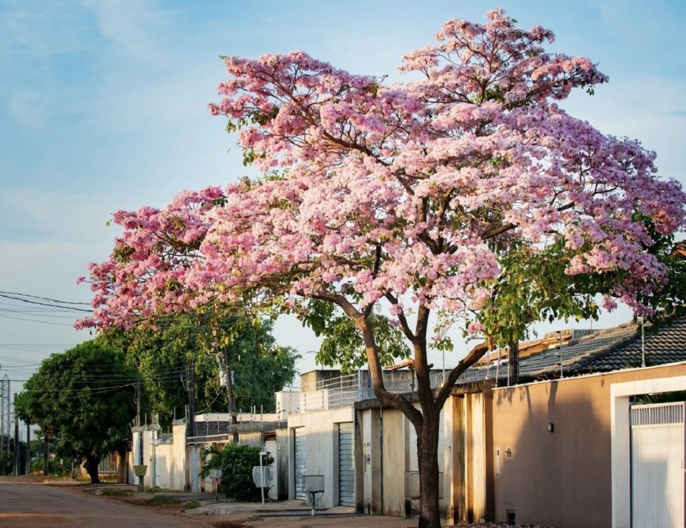 Florecimento dos Ipês em Boa Vista - Ft GIOVANI OLIVEIRA1