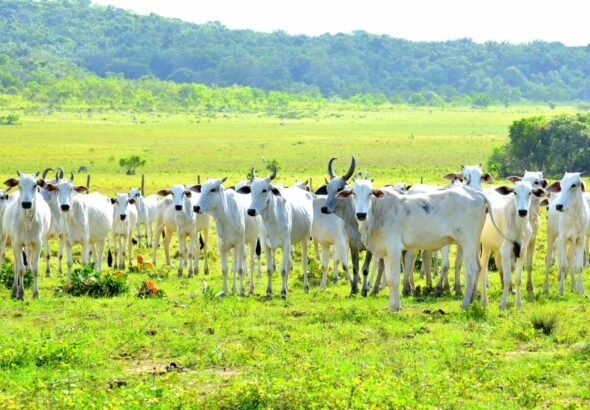 Gado em Roraima_Ascom Aderr (2)