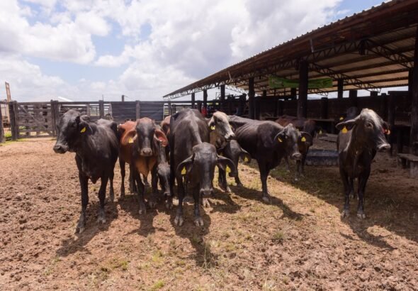 Roraima registra aumento de 231% na exportação de bovinos em 2025_Secom RR (1)