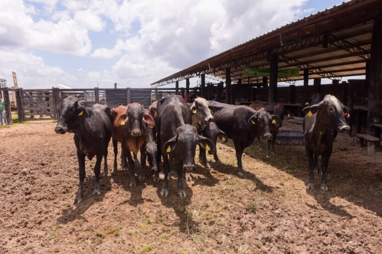 Roraima registra aumento de 231% na exportação de bovinos em 2025_Secom RR (1)