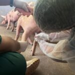 Roraima comprova ausência da peste suína clássica no rebanho do estado_Arquivo Ascom Aderr (1)