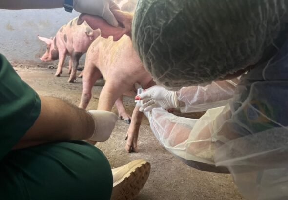 Roraima comprova ausência da peste suína clássica no rebanho do estado_Arquivo Ascom Aderr (1)