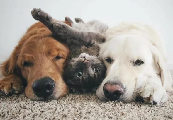 caes-e-gatos-1