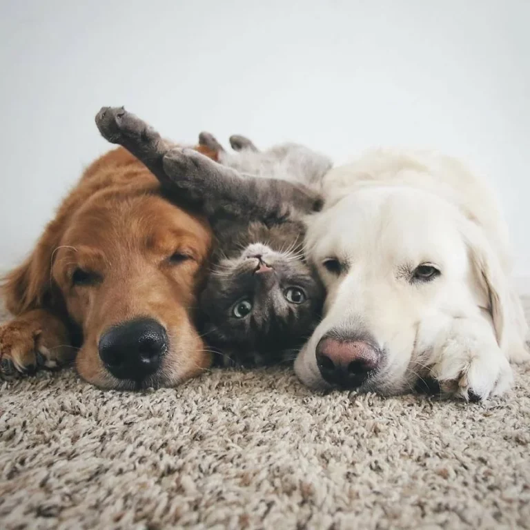 caes-e-gatos-1