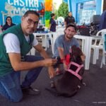 vacinação pets