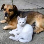 Cãesegatos