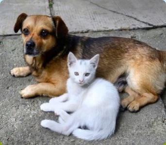 Cãesegatos