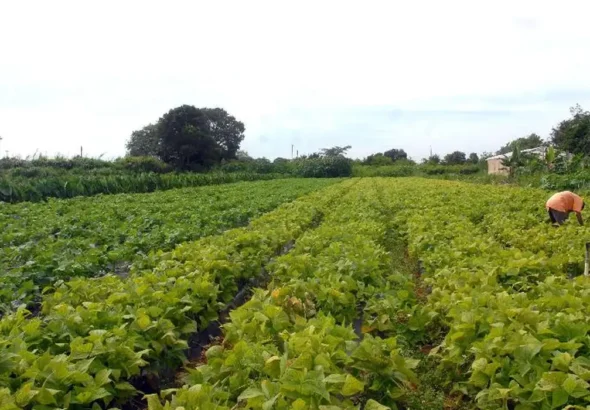 Segurança alimentar