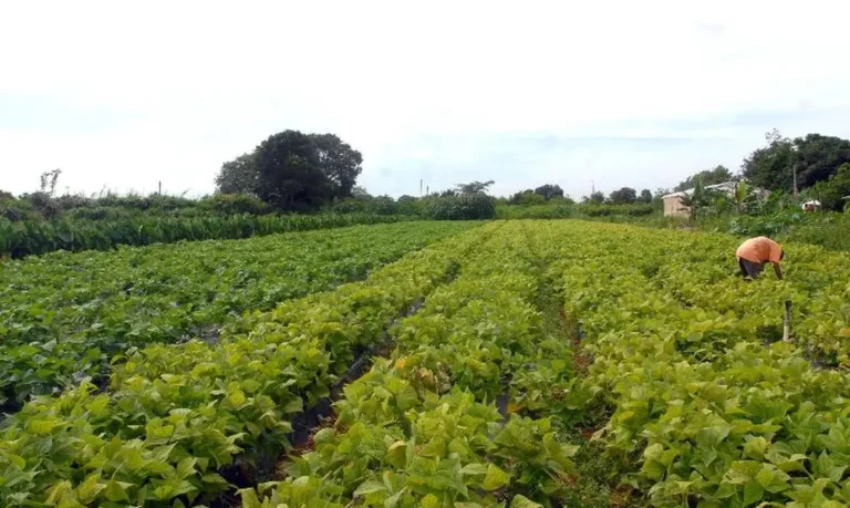 Segurança alimentar